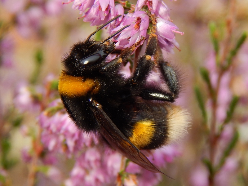 Bombus (Bombus) cfr. terrestris